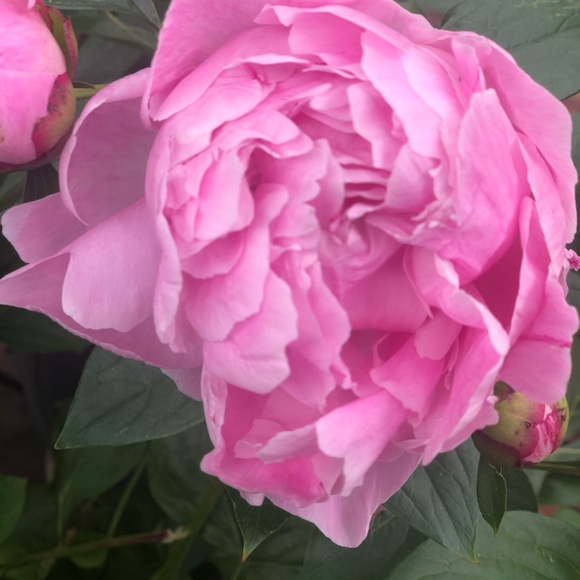 Meet your Posher, Tresa - Picture 5 of 7